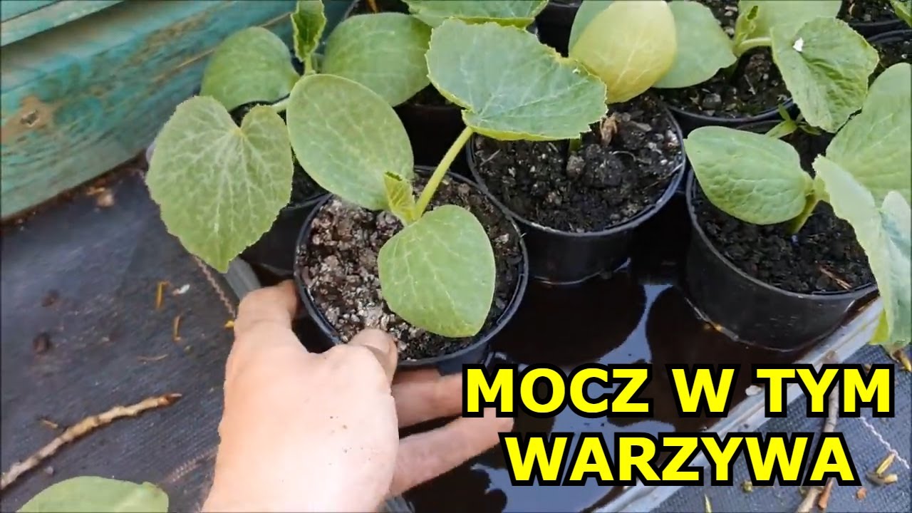 Mocz w tym Warzywa, a Korzeń będzie WSPANIAŁY, będą WIĘKSZE PLONY - Najlepszy Ukorzeniacz Stymulator