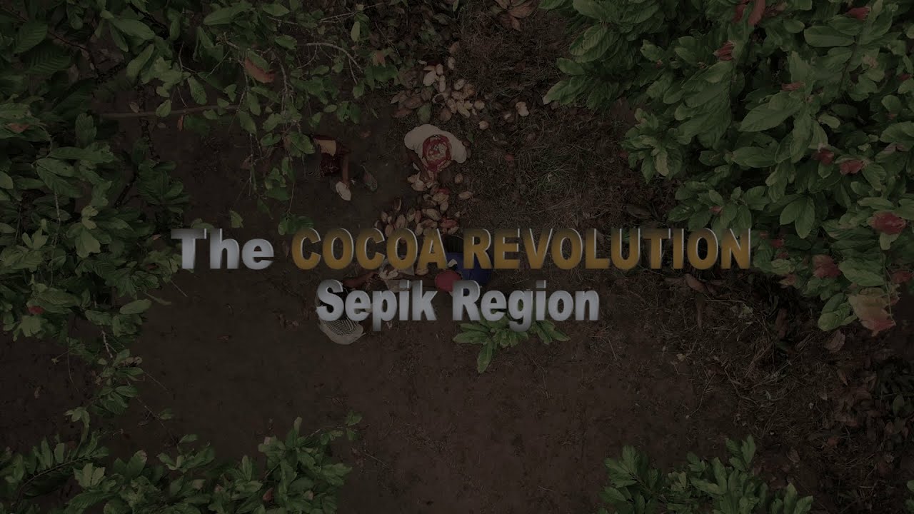 The Cocoa Revolution in Sepik Region - PNG