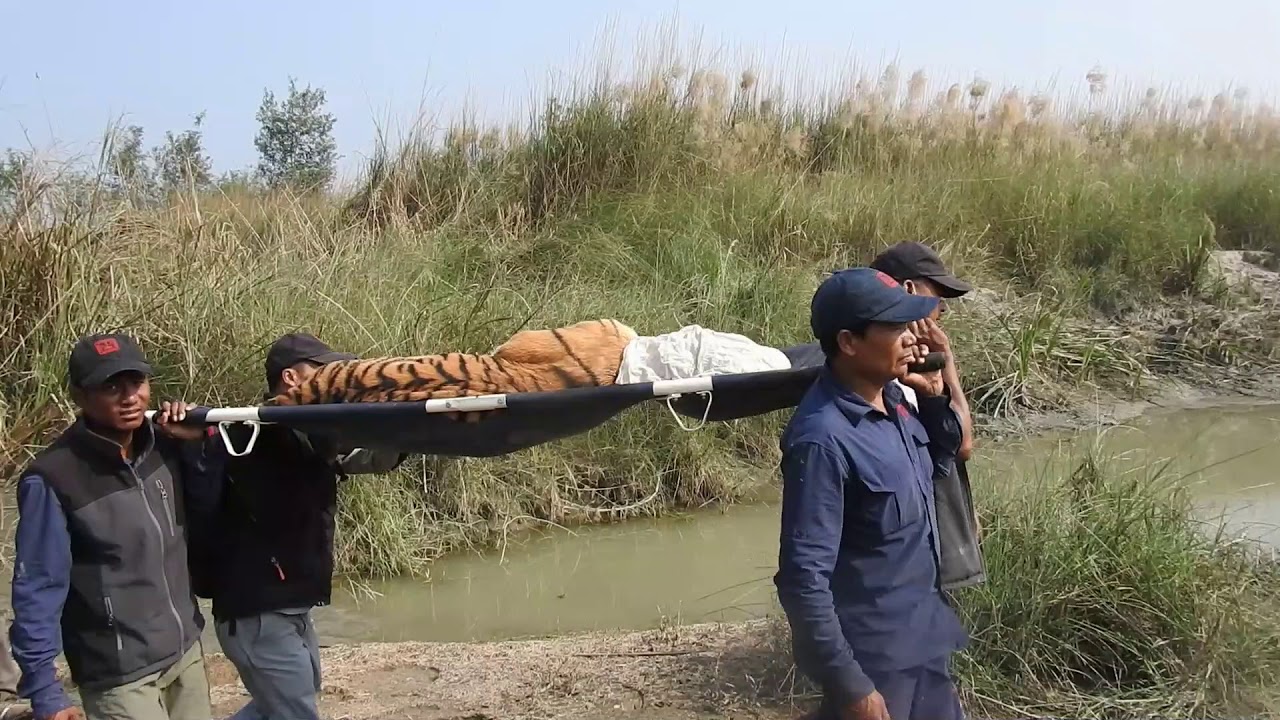 Problematic Tiger Rescue Operation | BNP/ NTNC-BCP