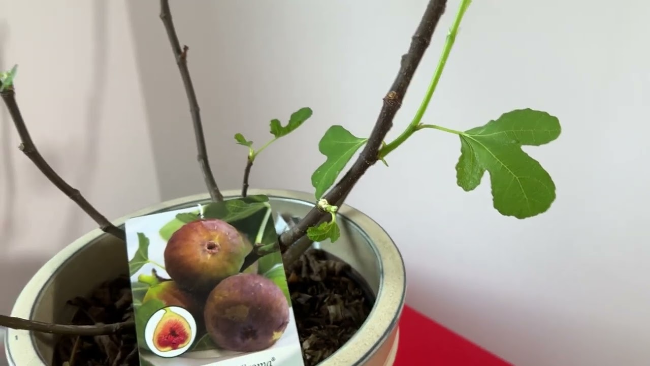 Firoma, dekorativer Feigenbaum im Wohnzimmer mit süßen Früchten! 😋 Es funktioniert….
