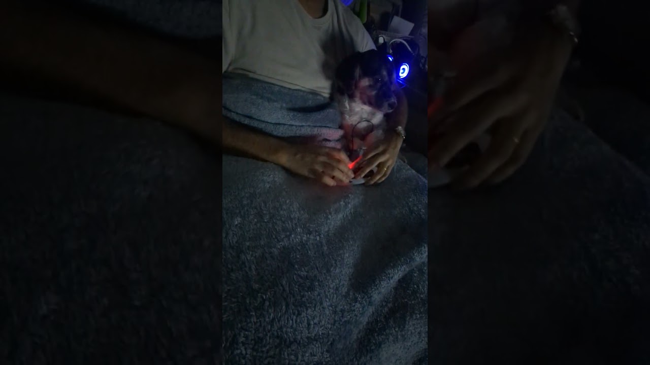 #minichord pretty Cool little instrument I picked up. Doggo loved it too! 