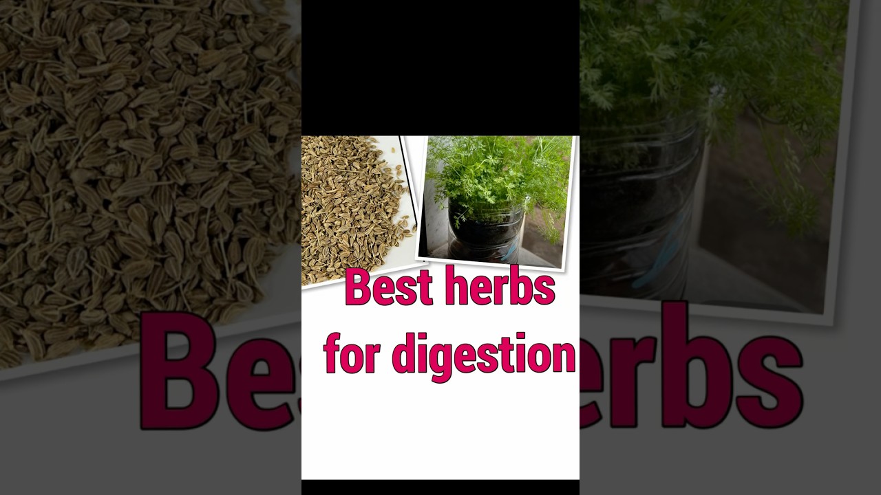 How to grow organic herbs at home #gardening #herbgardening #herbgrowing #diy #easywaytogrowherbs