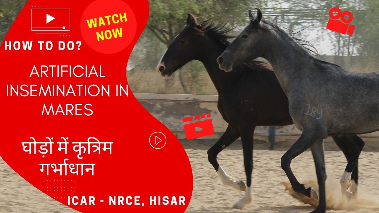The Process of Artificial Insemination in Mares घोड़ियों में कृत्रिम गर्भाधान कि प्रक्रिया