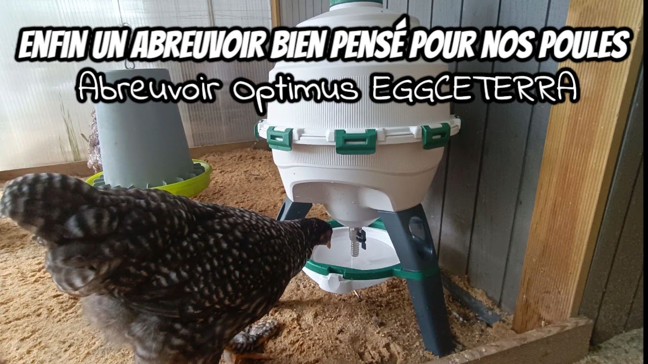 ENFIN un abreuvoir idéal pour les poules...  bravo a EGGCETERRA