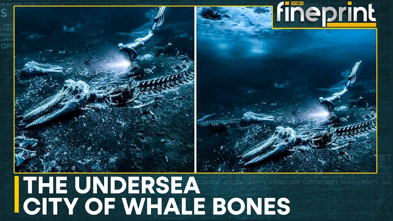Millions-Of-Years-Old Whale Graveyard Found On Ocean Floor | WION Fineprint