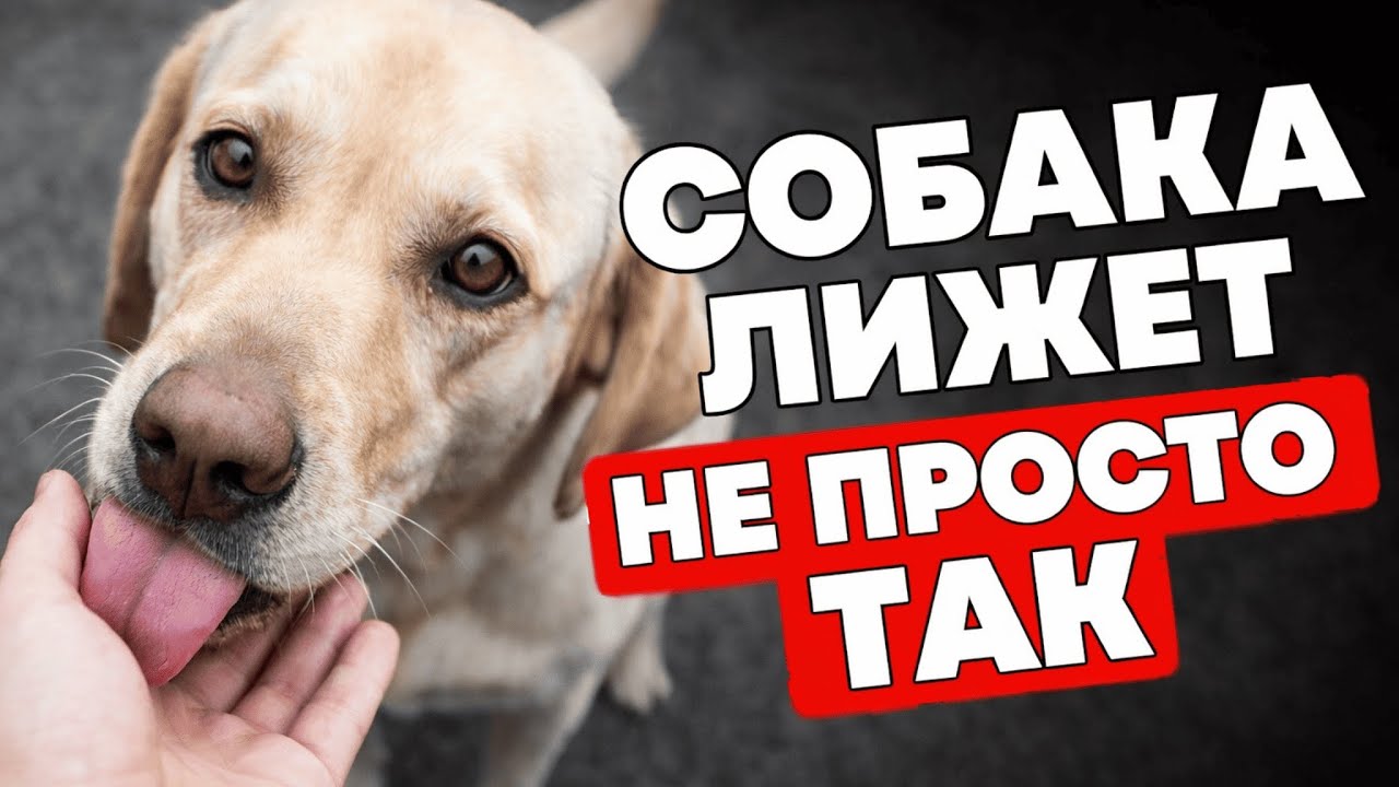 Никогда не отталкивайте собаку, когда она вас лижет. Вот почему