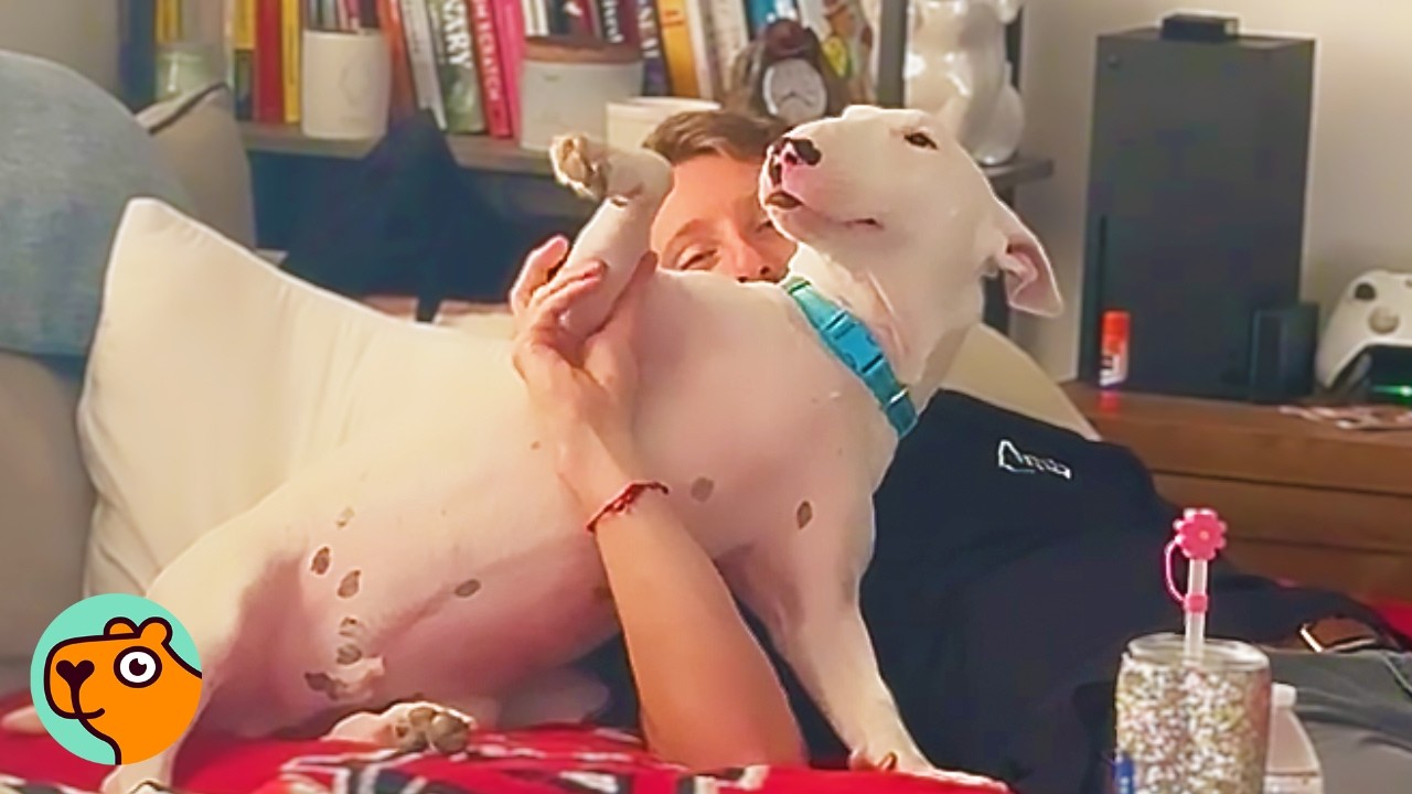 Rescued Bull Terrier Will Leave Anyone When Dad Comes Home | Cuddle Buddies