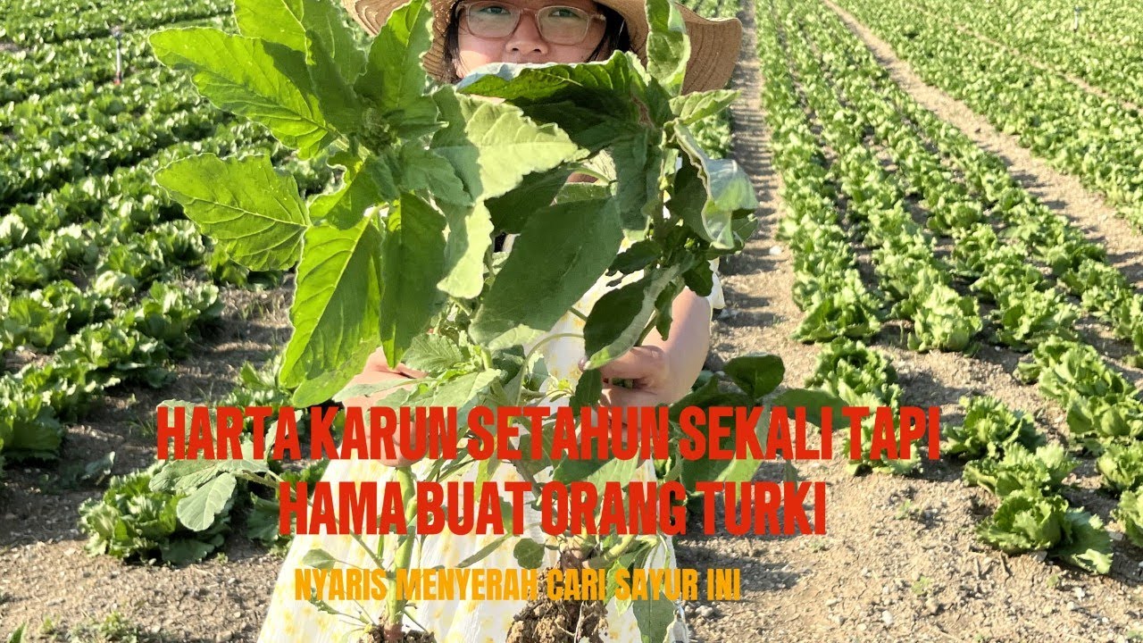 PENCARIAN SAYUR LIAR  DI PINGGIR KEBUN ORANG TURKI