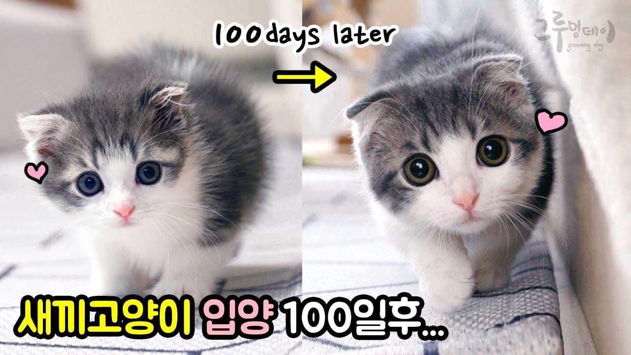 Котенок так изменился за 100 дней.