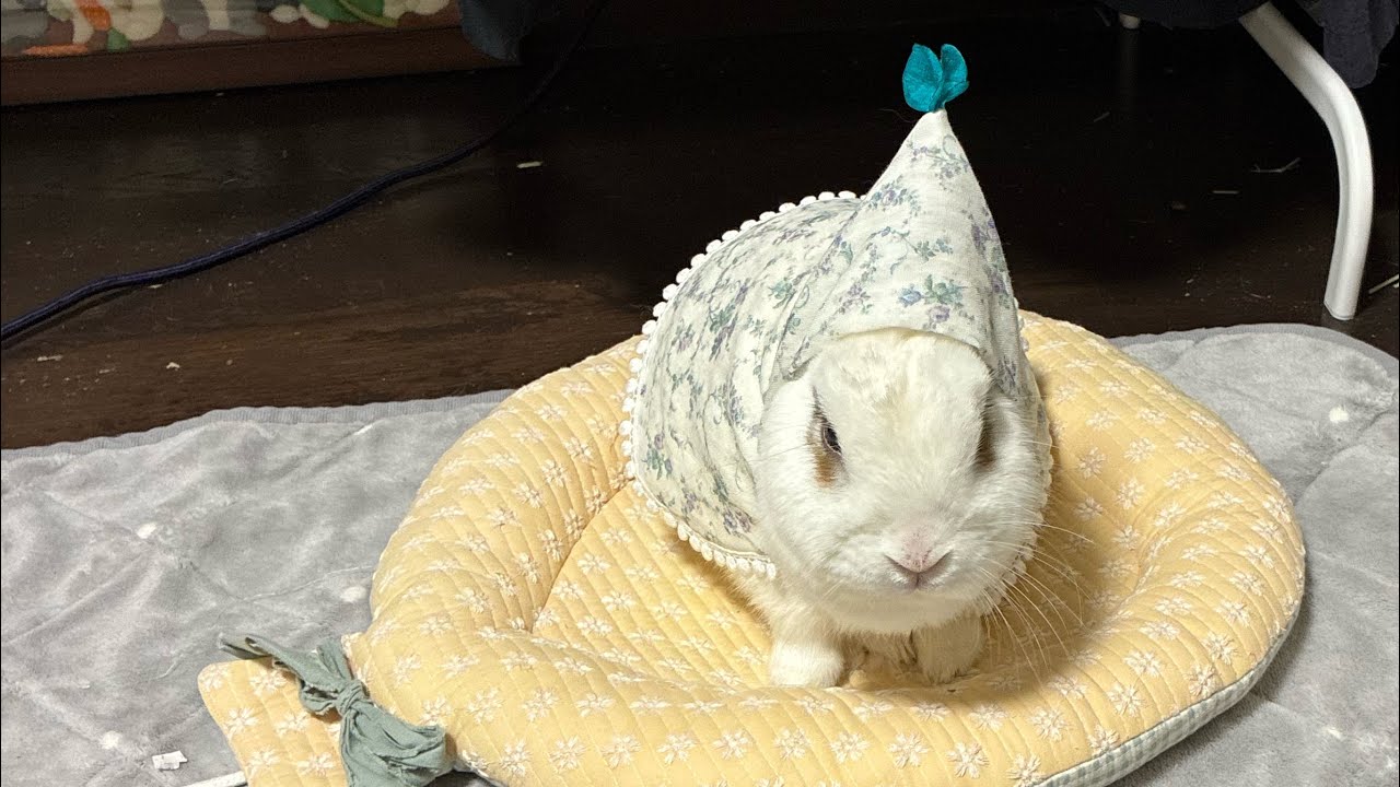 あたまに蝶々🦋のお包みうさぎ🐰