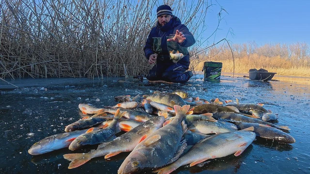 First Ice Fishing Madness! Catching Tons of Perch with Jigging Lures in Astrakhan