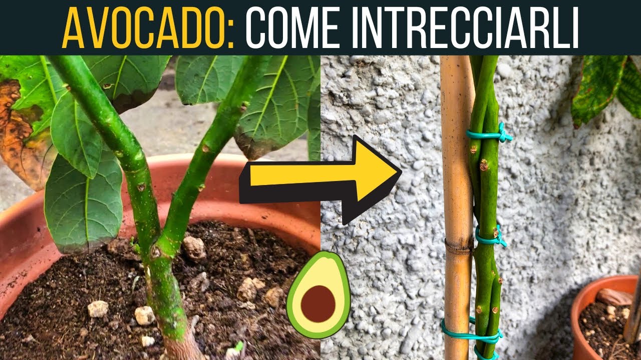 HO INTRECCIATO la mia pianta di Avocado 🥑 | Food Stories