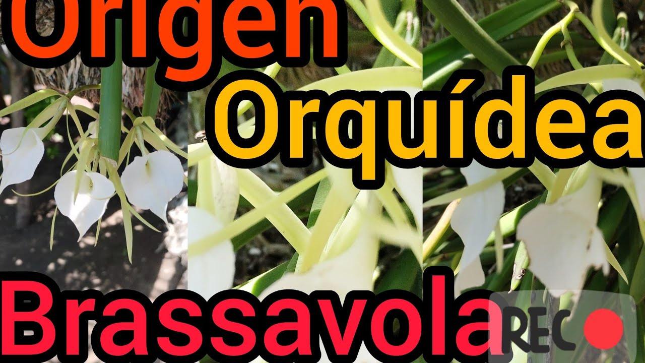 orquídea brassavola nodosa, descripción y características..
