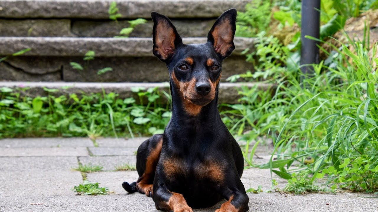 Miniature Pinscher - Top 10 Must-Know Facts