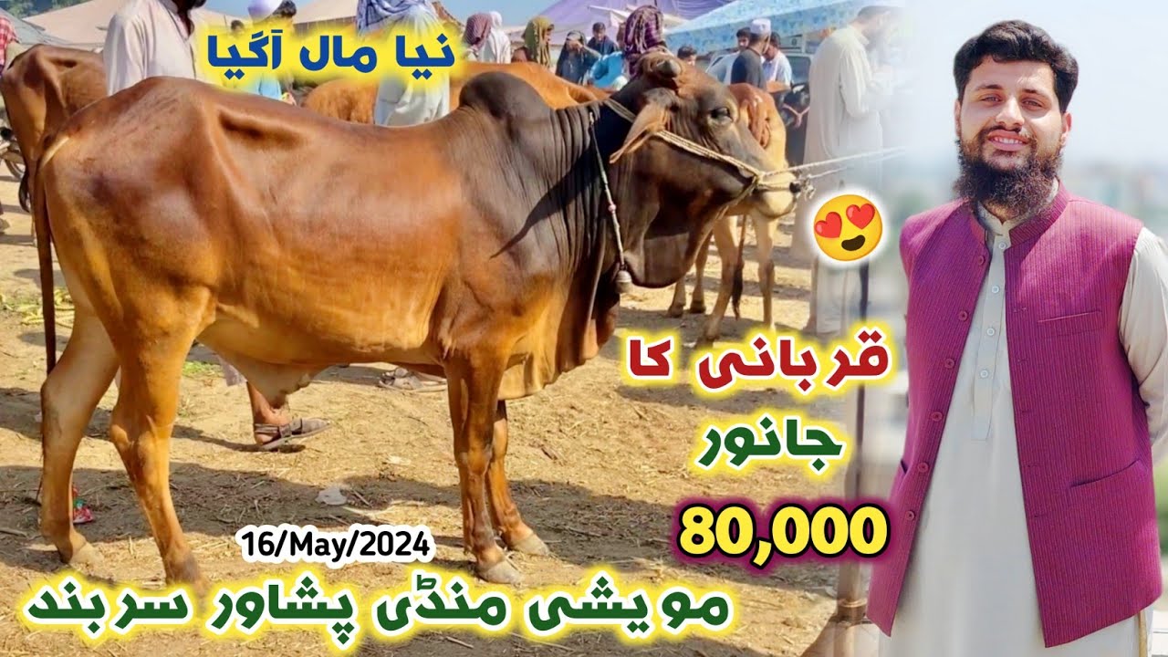 Maweshi Mandi Peshawar New Updates 2024 | Sasti Maweshi Mandi Eid Ul Azha 2024 | Izhar Ali