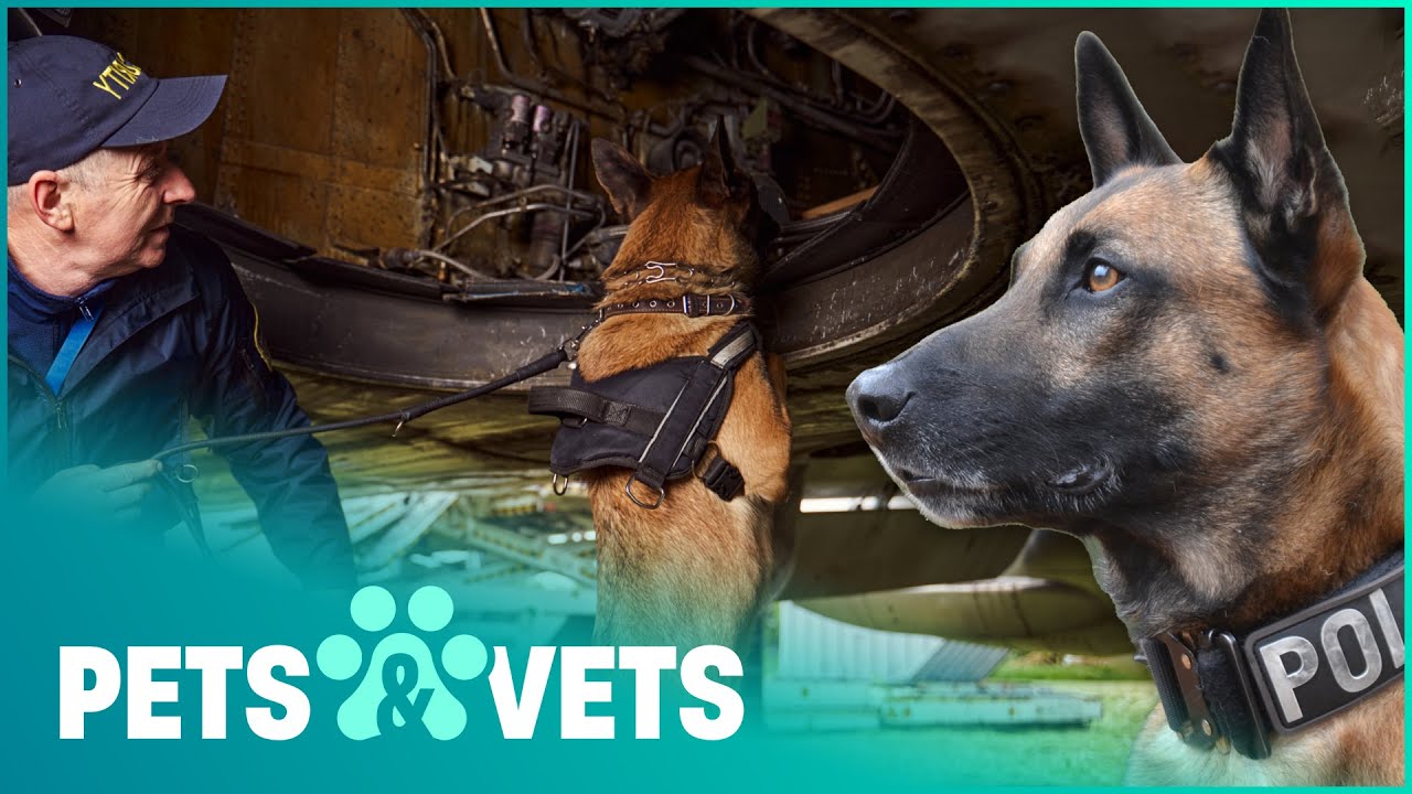 Belgian Malinois Rescues Earthquake Survivors | Pet Heroes