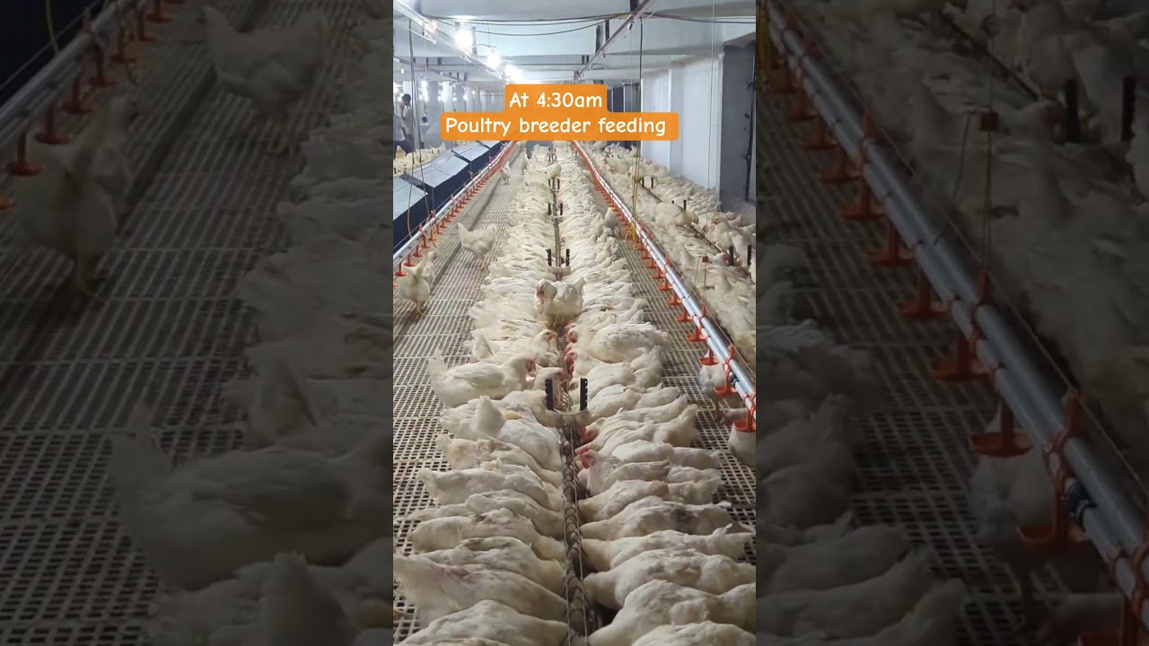 Poultry Breeder Feeding Time🍗 | Inside a Real Broiler Breeder Farm Routine#poultrybreeder #chicken