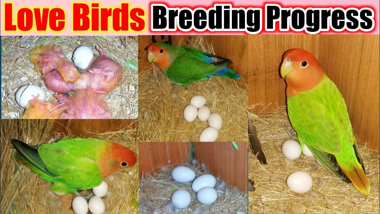 Love Birds Breeding Progress First Clutch Laying Egg & Chicks | Dilute/Peachface/Opaline/Pied