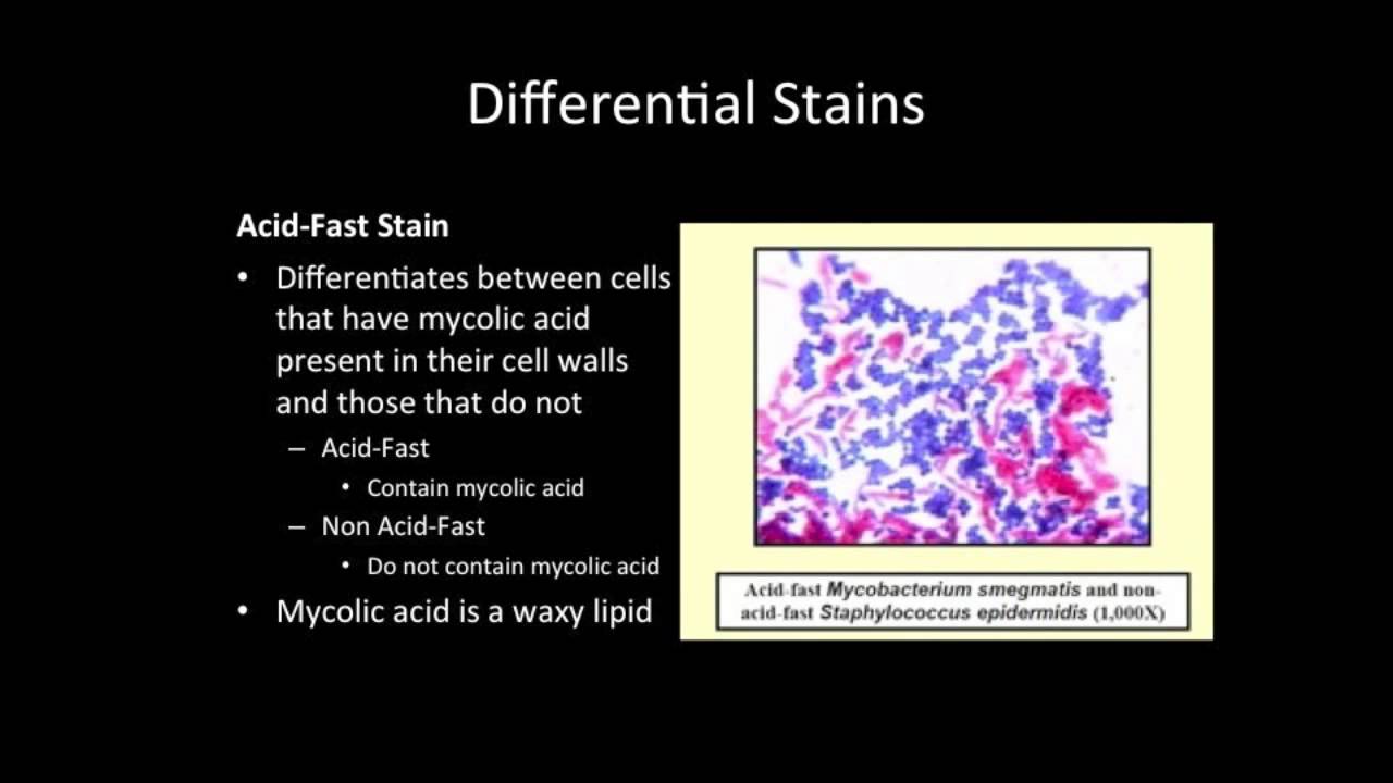 Differential Stains (2)
