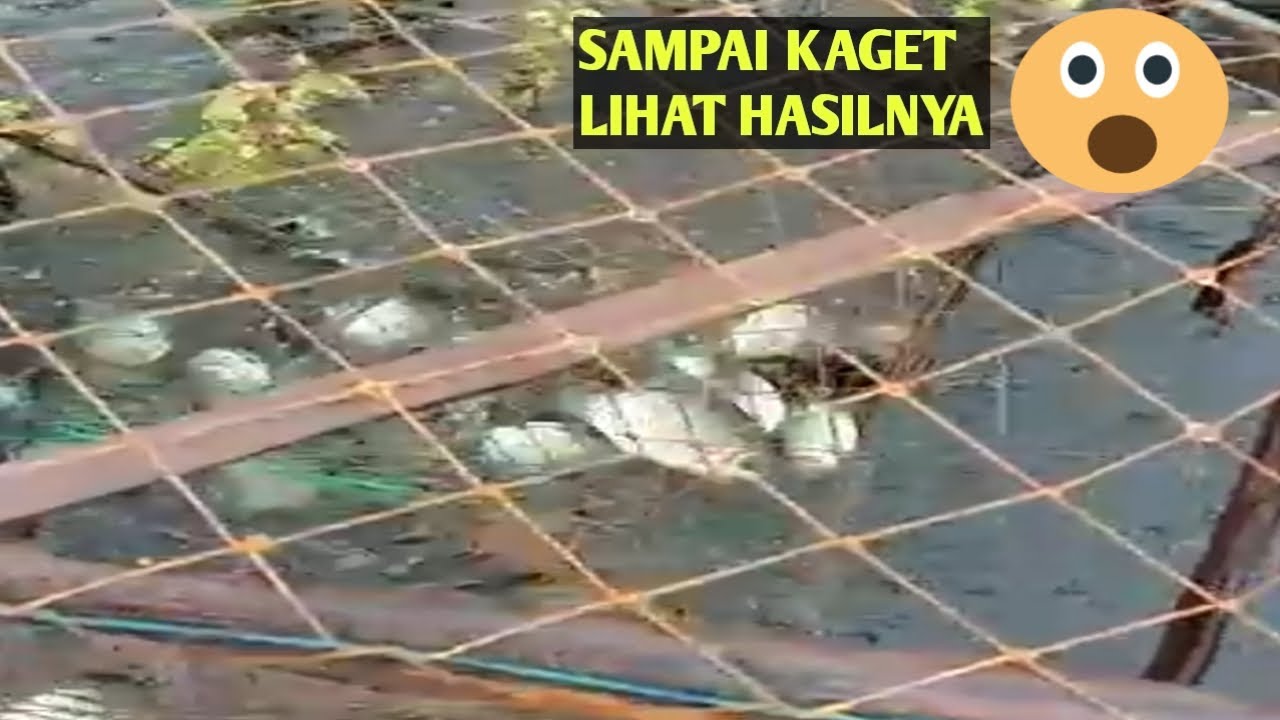 SATU PENGILAR BUBU ISINYA SAMPAI 10 KG || JEBAKAN IKAN TRADISIONAL