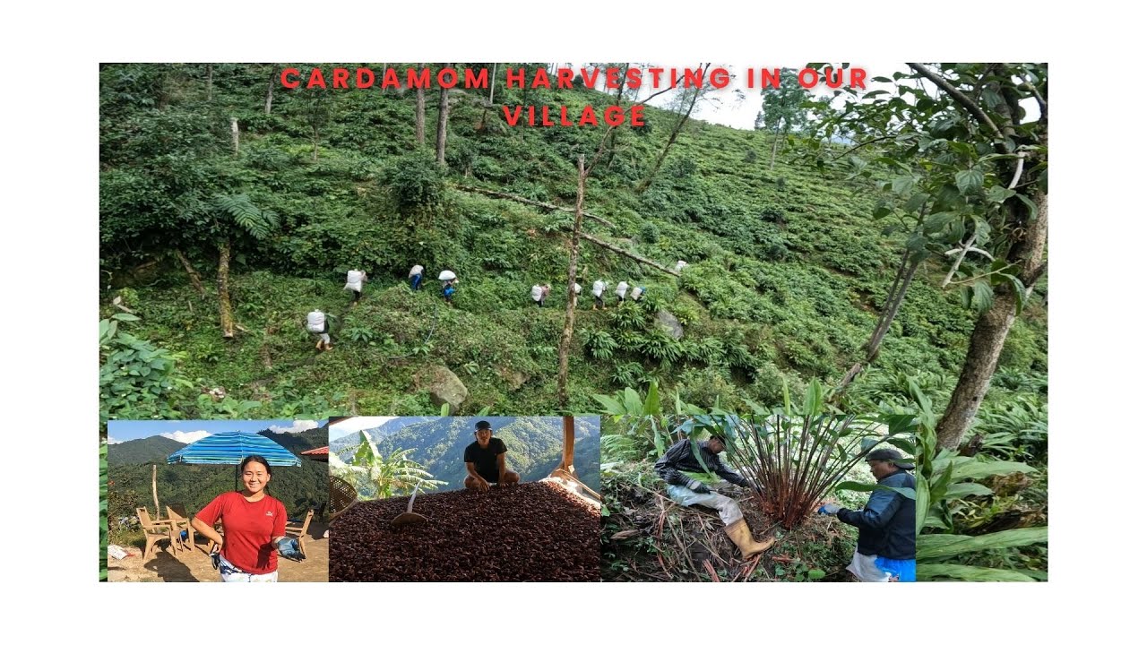 Cardamom Harvesting in eastern Nepal 2025 | Cardamom farming in Nepal | Alaichi farming |