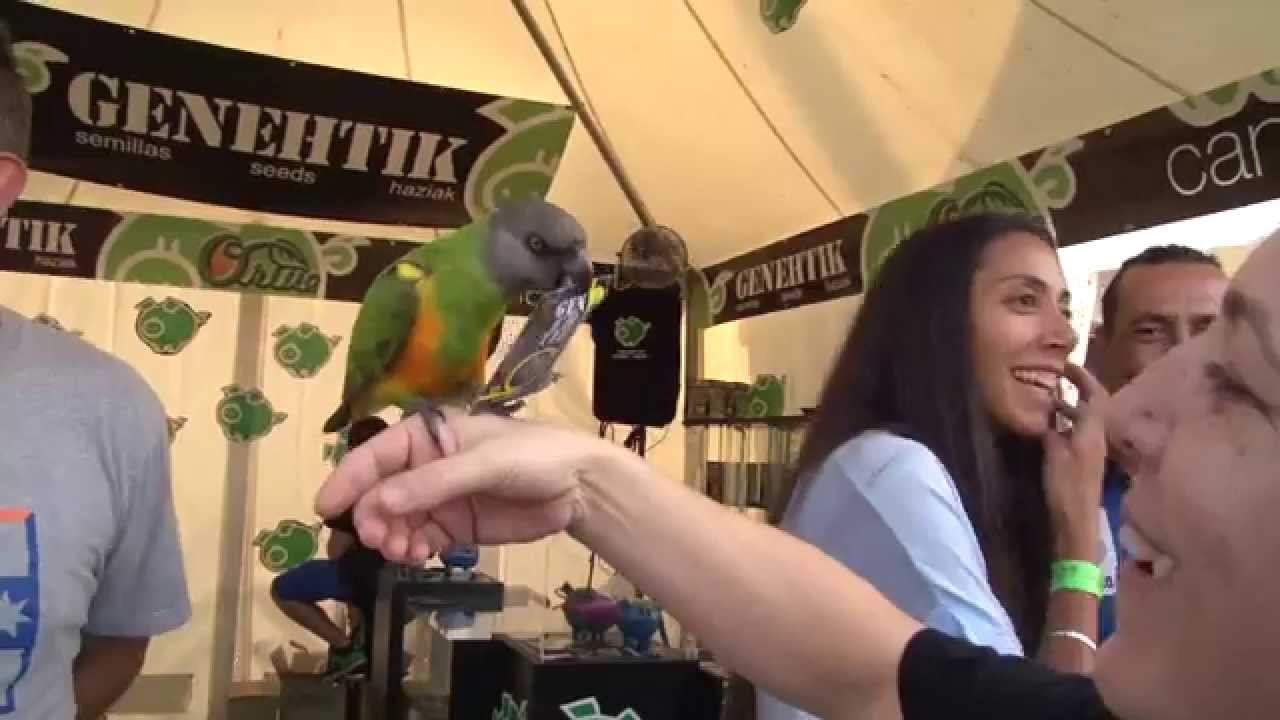 Hasta el Loro elige Kritical Bilbo. Genehtik!!!