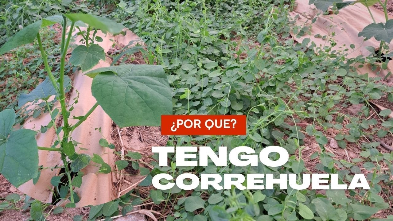 CORREHUELA una planta Bioindicadora