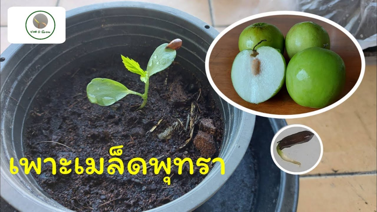 วิธีเพาะเมล็ดพุทรา ให้งอกเร็ว : How to grow Jujube Trees