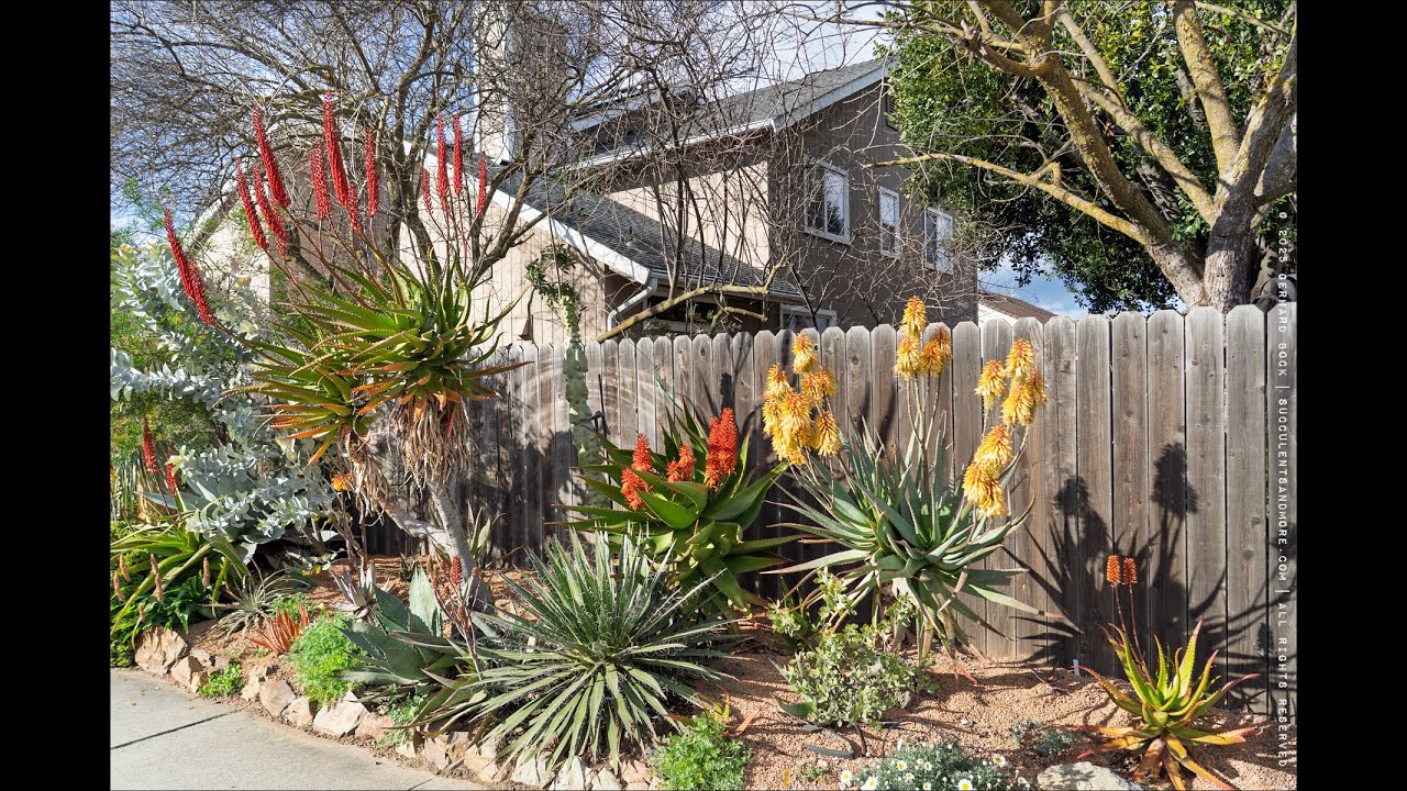 Tour of our front yard, March 2, 2025