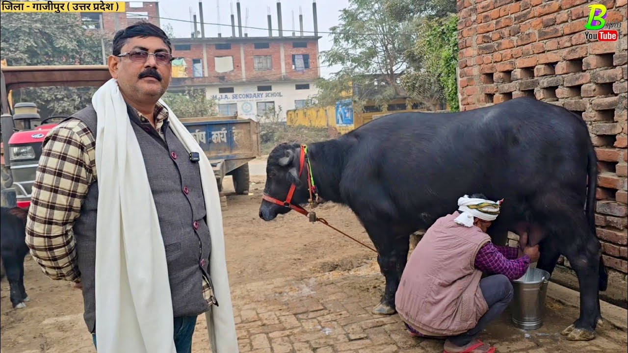 #गाजीपुर जिला में यादव जी के यहां दुधारू #मुर्रा भैंस बिकाऊ है | Buffalo for Sale in Uttar Pradesh