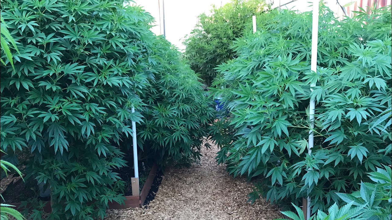 2020 outdoor grow August transition to flower time