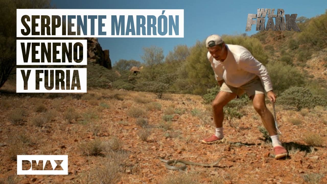 Wild Frank se juega la vida intentando acercarse a una serpiente marrón | Wild Frank