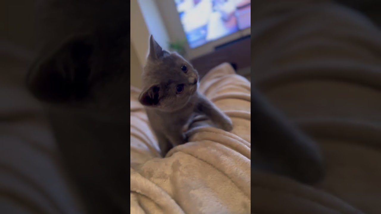 Britse Korthaar kitten Speelt met mijn hand, Babykitten, Eye of the Tiger