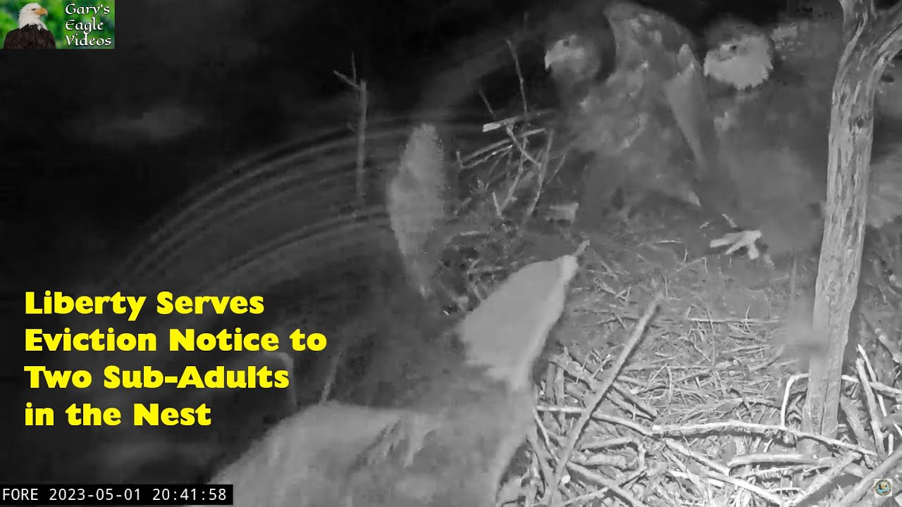 TWO Sub-Adult Intruders in Nest 5/1/23 - Narrated