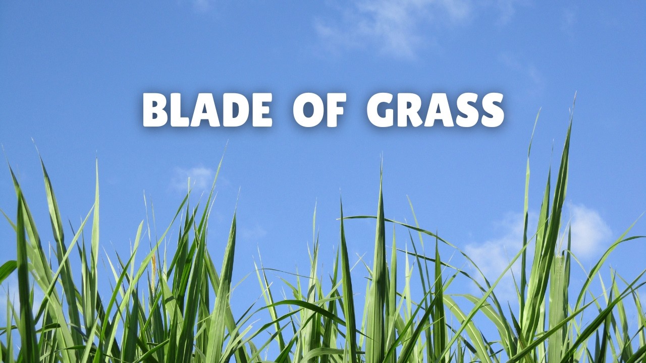 HH Music | Blade of Grass