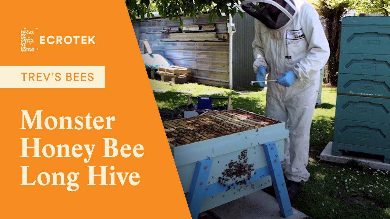 Trevs Bees - Trev's Honey Bee Long Hive has become a monster. Stage 3