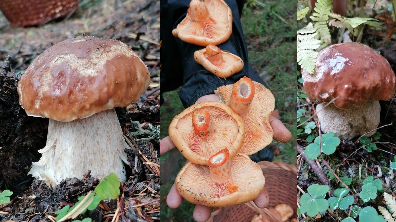 подосиновики и лисички XXL🍄🍄🍄 Впечатляющий росток! Сентябрь 2022 ГРИБЫ