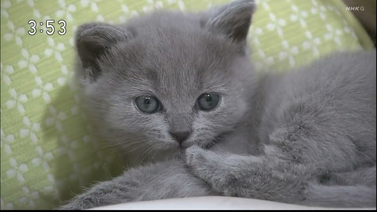JOAK-DTV NHK総合・東京「インターミッション」調整猫 (灰色猫) 2023年