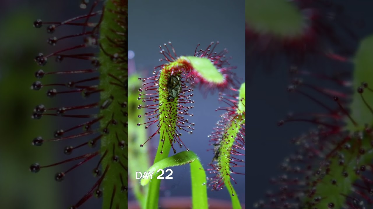 Sundew Eating Fly Time-lapse