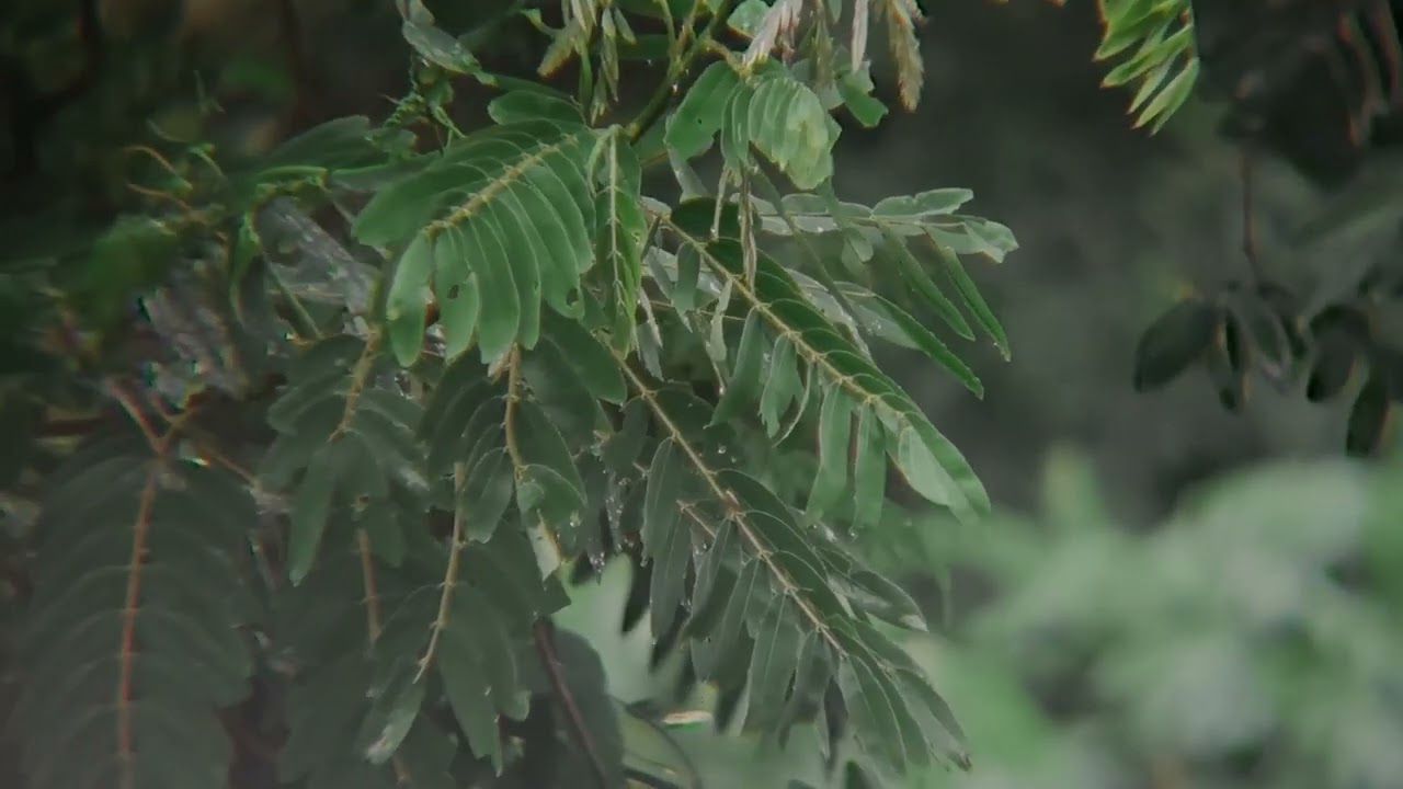 Morning Forest Bird Sounds – ASMR Nature Audio for Studying