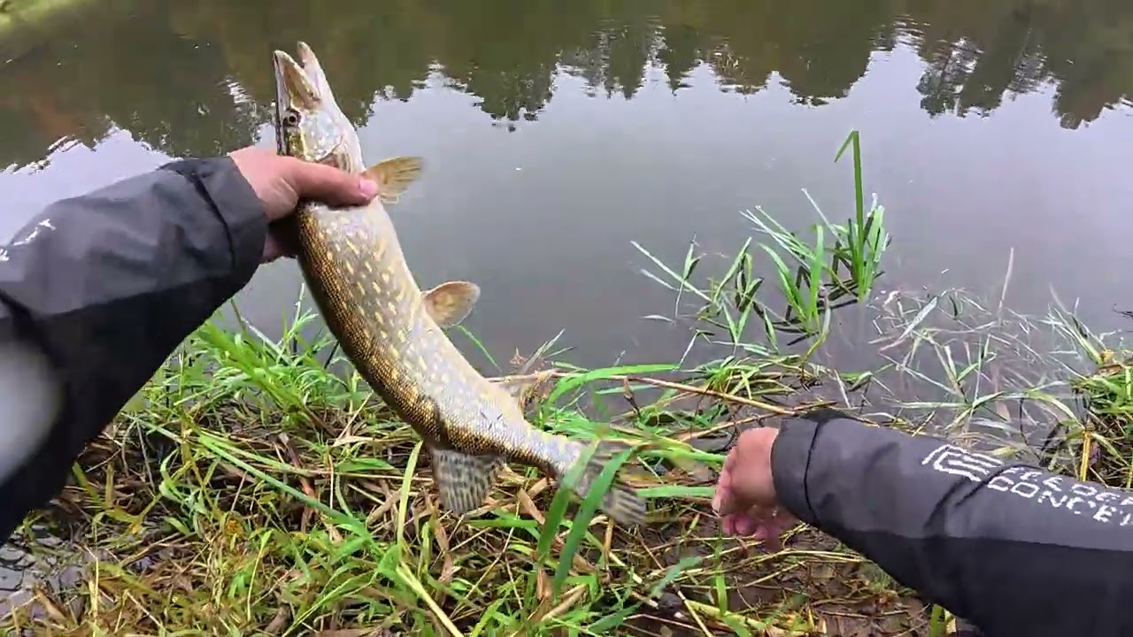 Lašišų sezono uždarymas ir vidinė ramybė #salmon #fishing #žvejyba