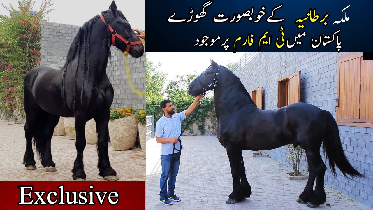 Most Beautiful Friesian Stallion ,Mare and friesian colt at Tm stud farm || friesian horse breed
