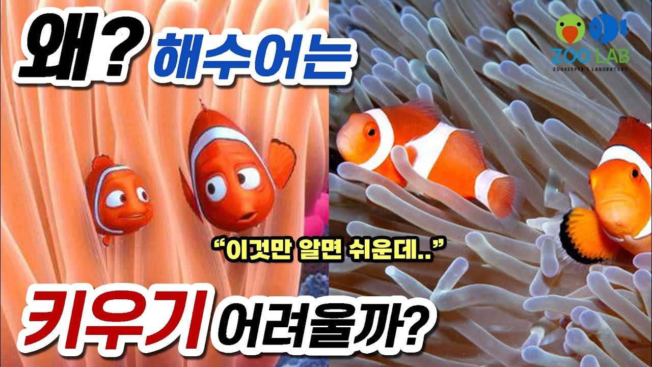누구나 쉽게 알수 있는 과학상식!  왜 해수어는 키우기 어렵다고 할까?  물고기 키우기, 해수어 키우기, 열대어 해수어 추천!