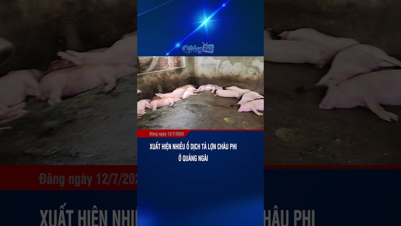 Quảng Ngãi: Xuất hiện nhiều ổ dịch tả lợn châu Phi