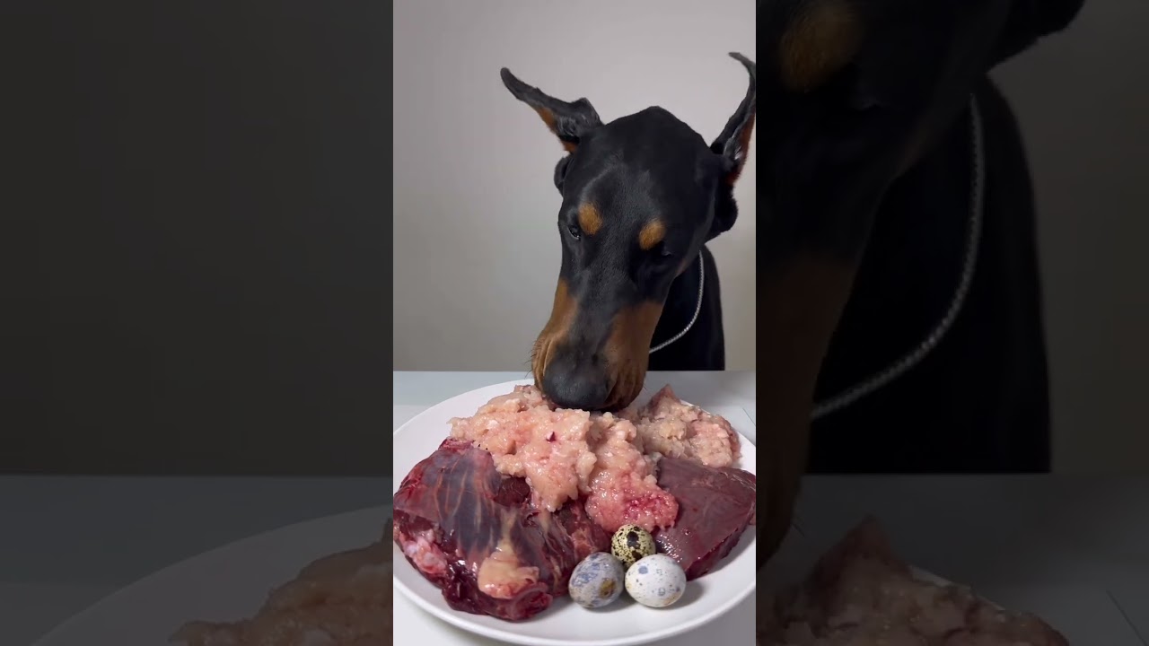 ドーベルマンの食事ASMR🍖綺麗な食べ方が好きな方用