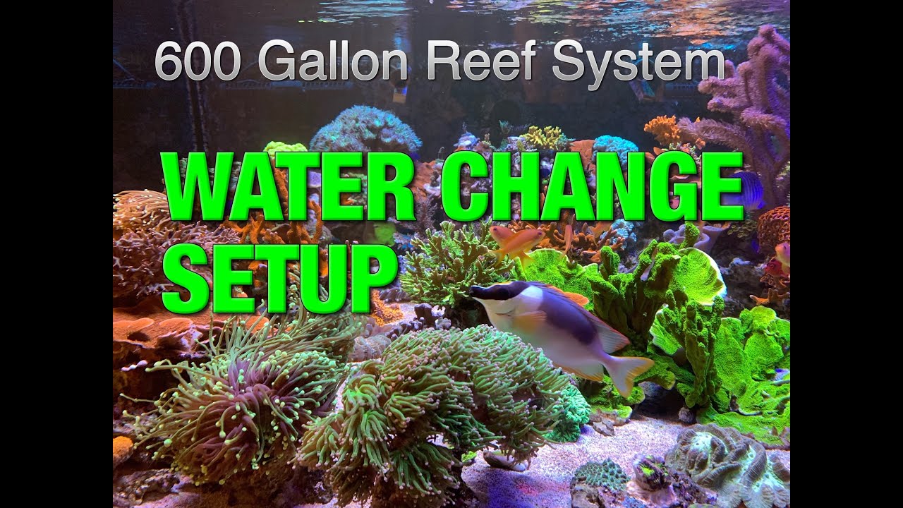 How I Do Water Changes on my 600 Gallon Reef System 🌊🌊