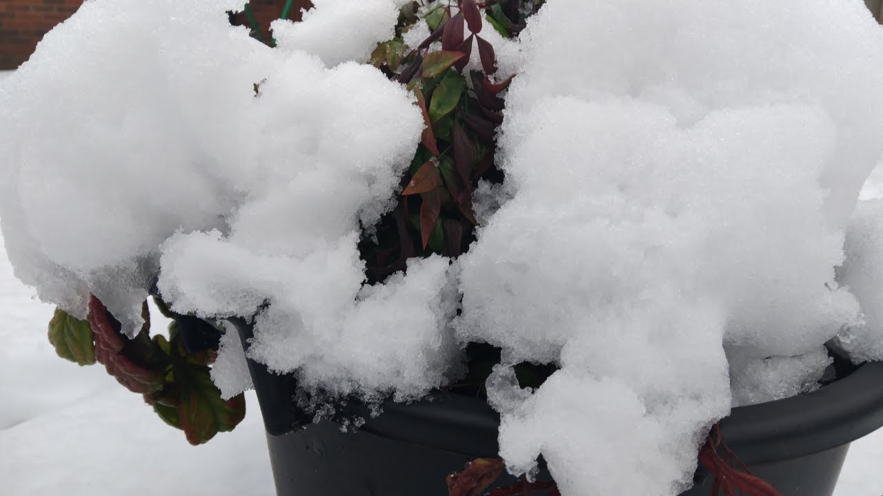 Storm Goretti| Heavy Snow Fall | schools close across UK | #salads #snow #foodpreparation