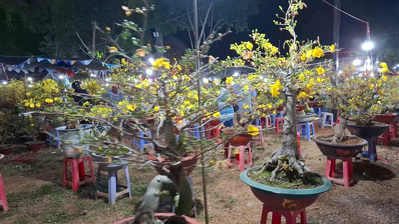 Chợ mai tết long Khánh vỡ trận rồi, giảm giá 50% vẫn ế, mai nở banh chành.