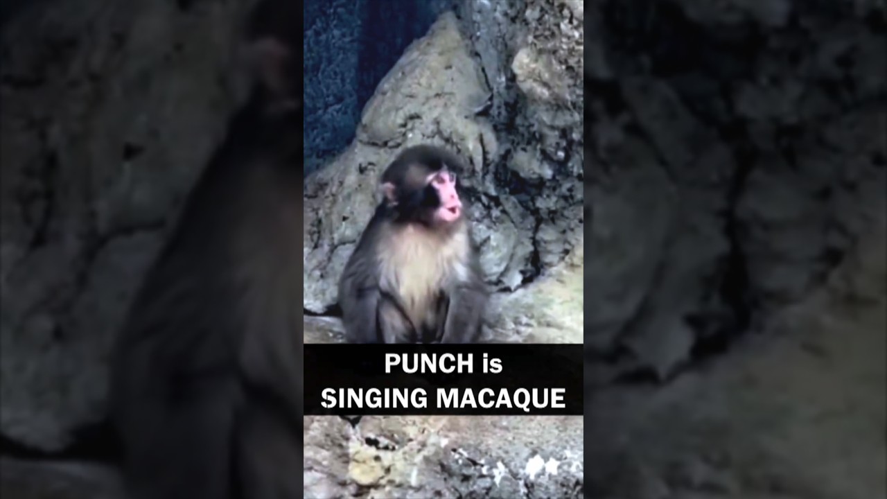 Панч учится петь, макак. Никто его этому не учил. | Зоопарк города Итикава