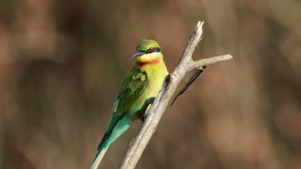 Bird view #trend #birds #trending #total_birds #viral